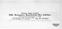 Melampsora hypericorum image